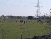 Walthamstow Marshes